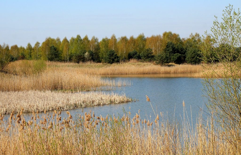 rôles des lagunes dans le traitement des eaux naturels