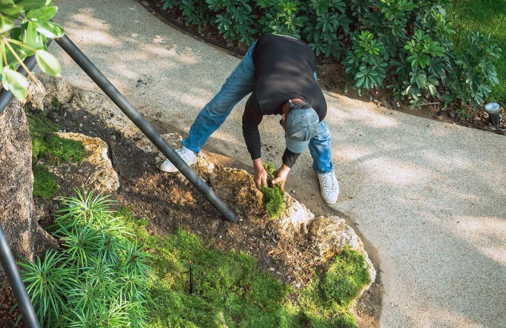 1-Les meilleures pratiques pour lutter contre l'érosion dans un petit jardin en pente