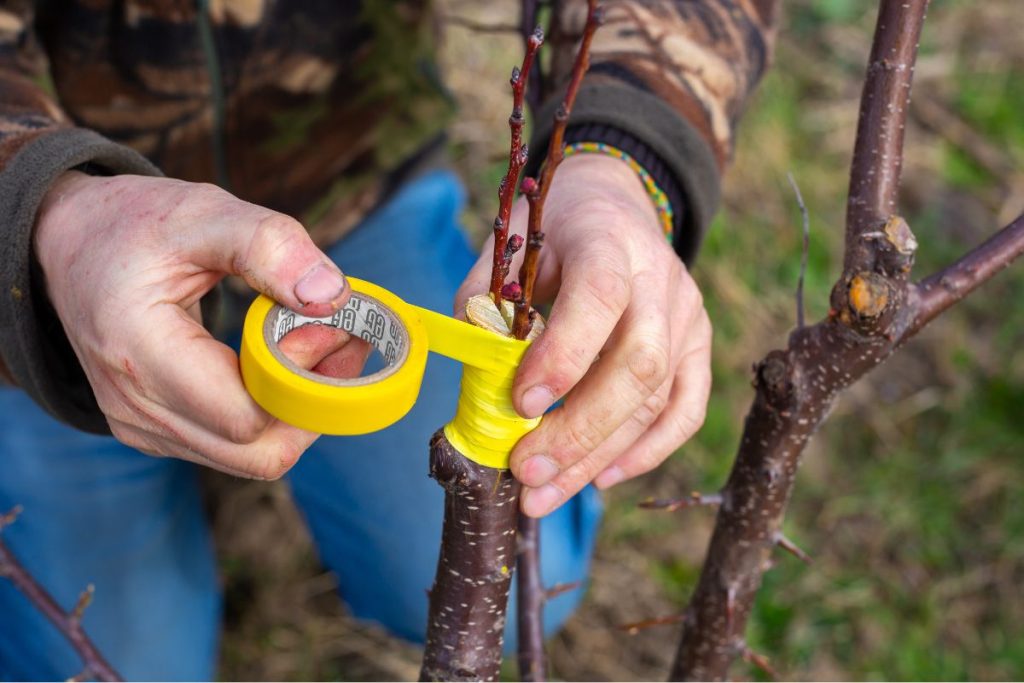 1-Les techniques avancées de greffage pour expérimenter dans un petit jardin