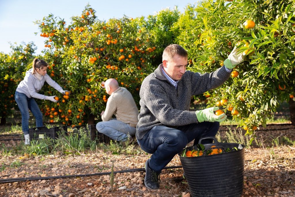 1-Utiliser des espaliers pour maximiser l'espace dans un petit jardin fruitier