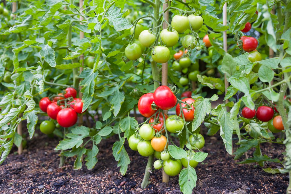 tomates