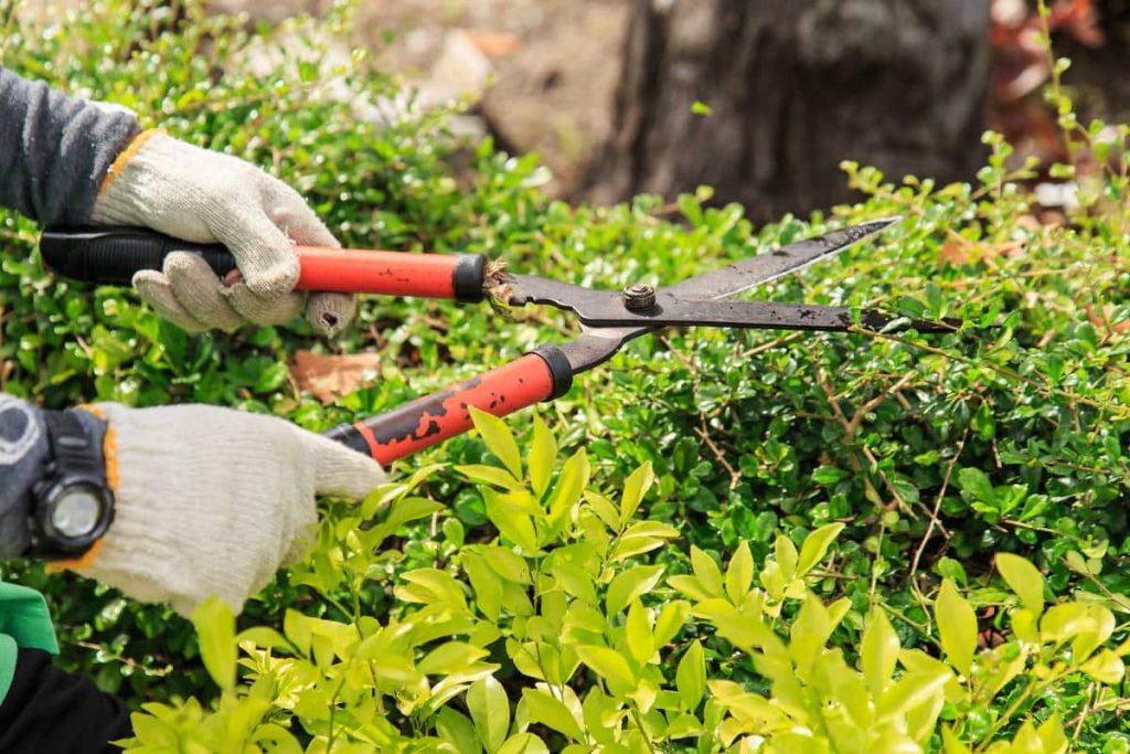 Pourquoi la taille est-elle cruciale pour vos plantes ?