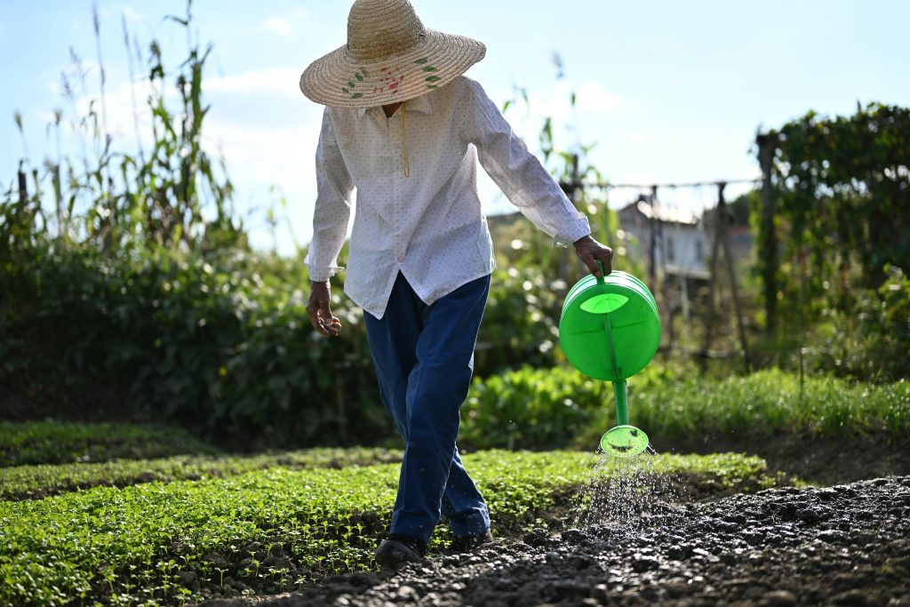 Jardinage : conseils, astuces et secrets d’expert pour cultiver votre paradis vert